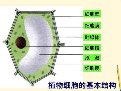 儿童生物学什么是植物 植物的基本构造 童乐福儿童网