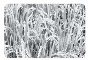 认识化学元素:在水中便可燃烧的金属——钾插图2 认识化学元素:在水中便可燃烧的金属——钾