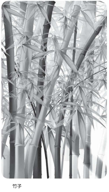 认识化学元素(非金属篇):无机世界的主宰——硅元素插图2 认识化学元素(非金属篇):无机世界的主宰——硅元素