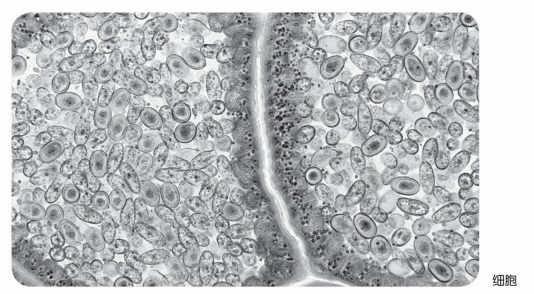 认识化学元素:住在“人造小太阳”里的元素——氙插图2 认识化学元素:住在“人造小太阳”里的元素——氙