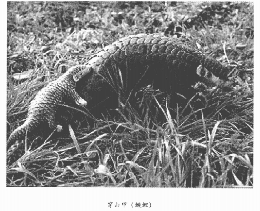 古代科学趣味故事:中医药学与《本草纲目》——李时珍的故事插图5 古代科学趣味故事:中医药学与《本草纲目》——李时珍的故事