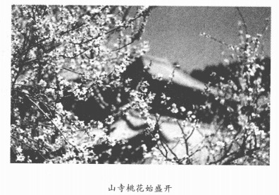 古代科学趣味故事:桃花与《梦溪笔谈》——沈括发明了什么插图2 古代科学趣味故事:桃花与《梦溪笔谈》——沈括发明了什么