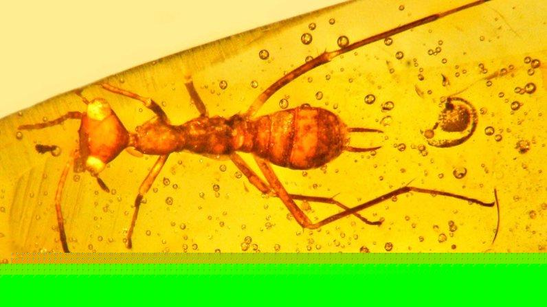 外星人长什么样 新发现的1亿年前的昆虫看起来像外星人插图 外星人长什么样 新发现的1亿年前的昆虫看起来像外星人