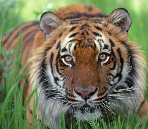 儿童科普知识大全老虎 孩子应该知道的动物知识插图1 儿童科普知识大全老虎 孩子应该知道的动物知识