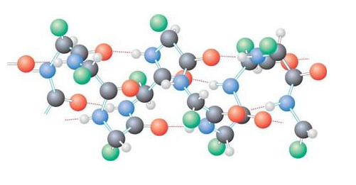 氨基酸就是蛋白质吗? 氨基酸和蛋白质的区别插图1 氨基酸就是蛋白质吗? 氨基酸和蛋白质的区别
