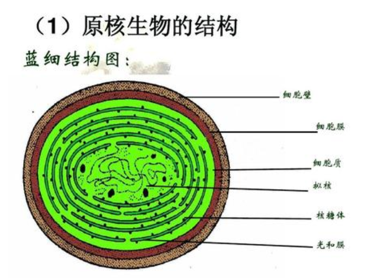 细胞的基本结构 细胞包含哪些主要结构插图1 细胞的基本结构 细胞包含哪些主要结构