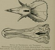 三角龙的特点 三角龙的资料大全插图 三角龙的特点 三角龙的资料大全