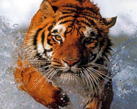 儿童科普知识大全老虎 孩子应该知道的动物知识插图2 儿童科普知识大全老虎 孩子应该知道的动物知识