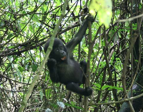 动物界的丛林之王是谁 大猩猩真正的丛林之王插图2 动物界的丛林之王是谁 大猩猩真正的丛林之王
