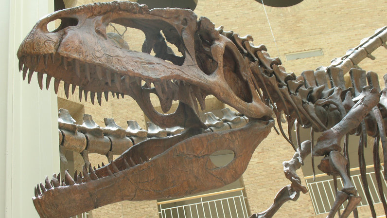 南方巨兽龙的化石图片