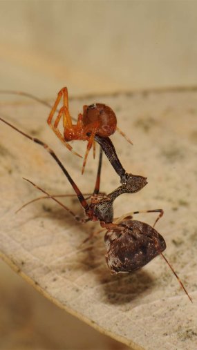 鹈鹕蜘蛛捕食方式 为什么又被叫做刺客蜘蛛