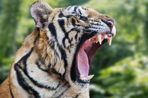 儿童科普知识大全老虎 孩子应该知道的动物知识插图4 儿童科普知识大全老虎 孩子应该知道的动物知识