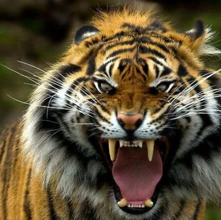 儿童科普知识大全老虎 孩子应该知道的动物知识插图 儿童科普知识大全老虎 孩子应该知道的动物知识