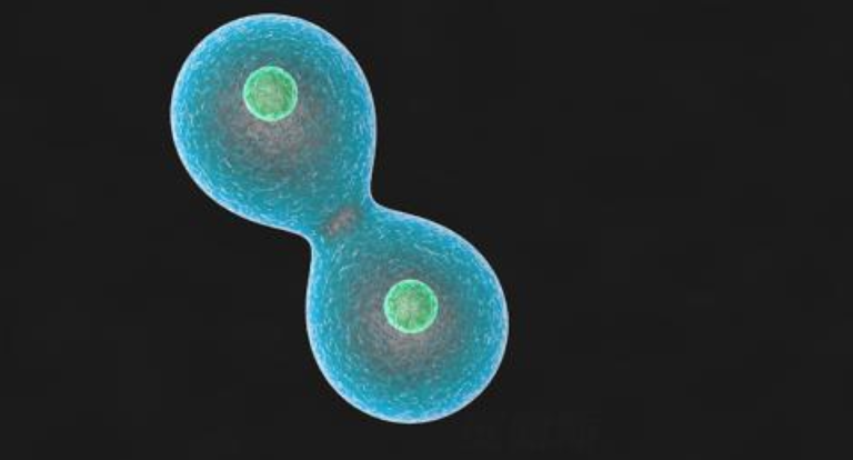 细胞分裂有哪些类型 细胞分裂周期有哪些插图 细胞分裂有哪些类型 细胞分裂周期有哪些