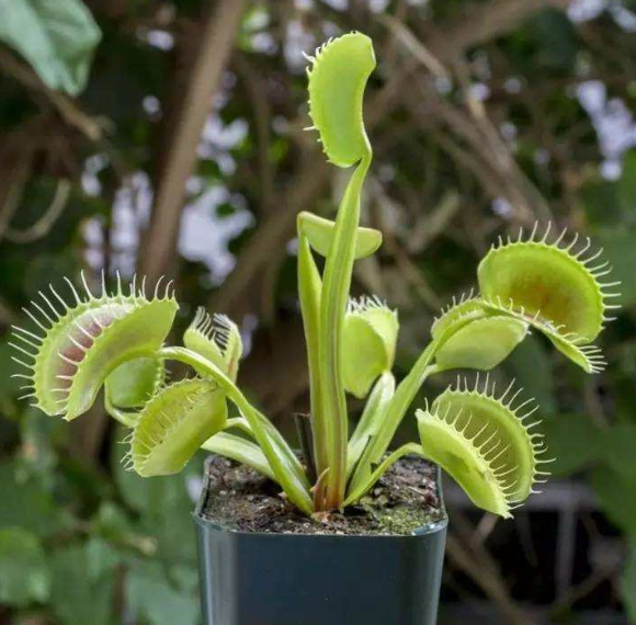 植物的防御手段 植物诱导型防御机制插图1 植物的防御手段 植物诱导型防御机制