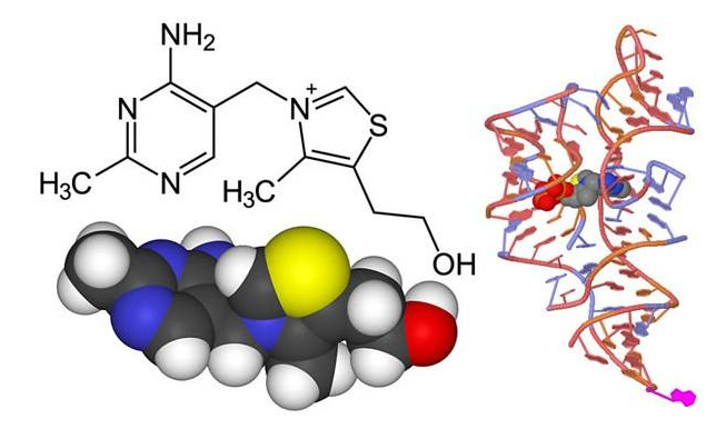 有关酶的所有解答 酶的作用是什么?插图 有关酶的所有解答 酶的作用是什么?