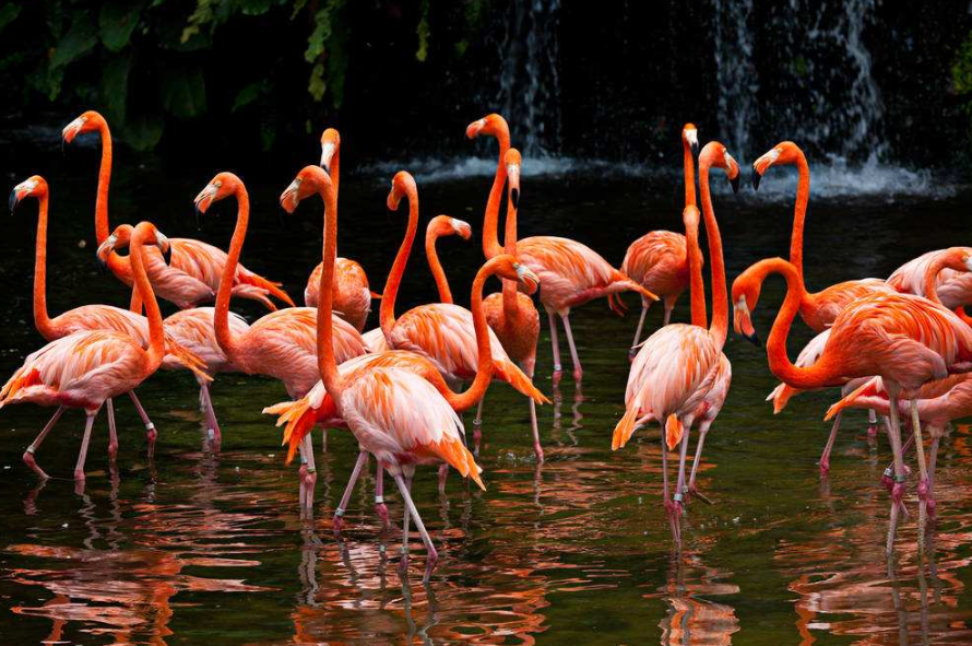 火烈鸟会飞吗?火烈鸟为什么经常一条腿站立?插图 火烈鸟会飞吗?火烈鸟为什么经常一条腿站立?