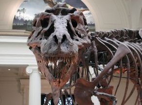 霸王龙的特点 霸王龙的资料插图 霸王龙的特点 霸王龙的资料