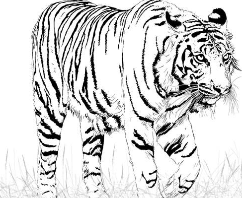 儿童科普知识大全老虎 孩子应该知道的动物知识插图3 儿童科普知识大全老虎 孩子应该知道的动物知识