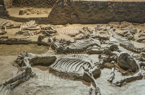 儿童化石知识 化石是怎么形成的插图 儿童化石知识 化石是怎么形成的