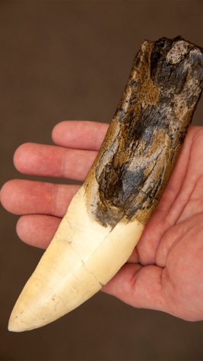 南方巨兽龙的详细资料插图2 南方巨兽龙的详细资料