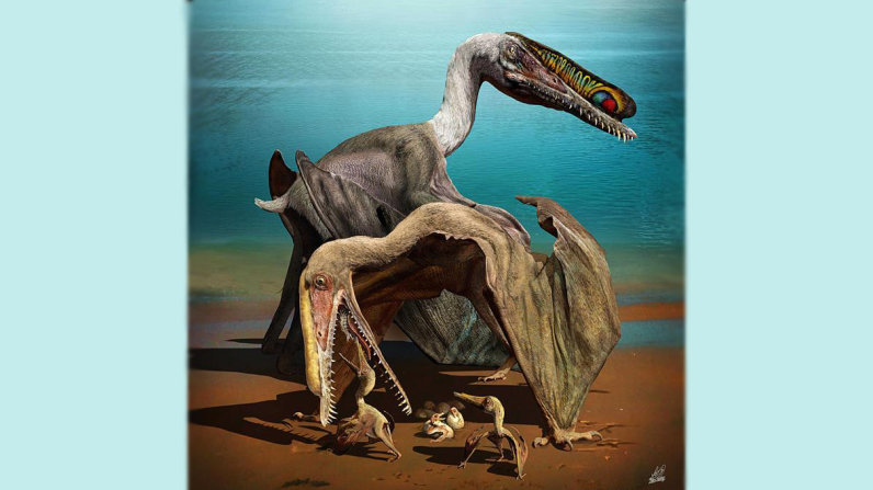 中国发现大量翼龙蛋的地方在哪插图 中国发现大量翼龙蛋的地方在哪