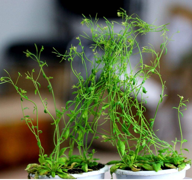 植物的防御手段 植物诱导型防御机制插图 植物的防御手段 植物诱导型防御机制