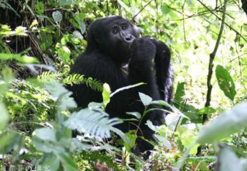 动物界的丛林之王是谁 大猩猩真正的丛林之王插图 动物界的丛林之王是谁 大猩猩真正的丛林之王