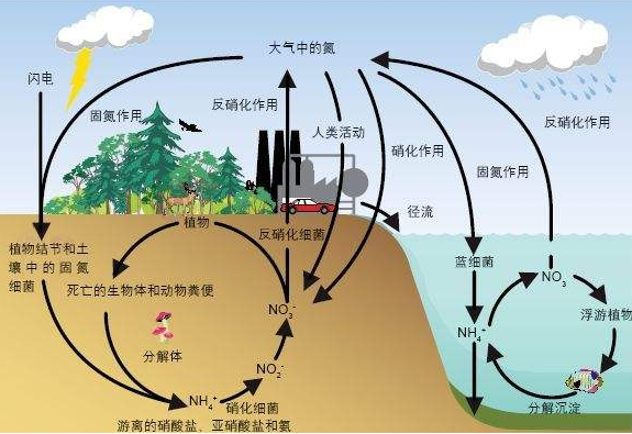 氮循环图解图片