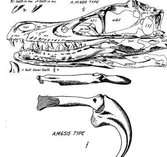 迅猛龙有多大 迅猛龙的介绍插图 迅猛龙有多大 迅猛龙的介绍