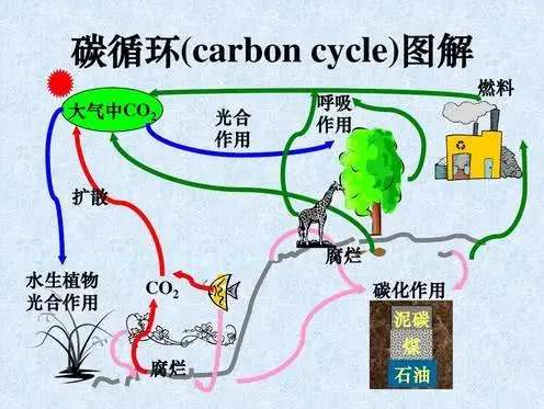 自然界中碳循环 什么是碳循环？