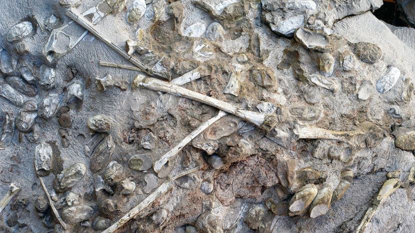 中国发现大量翼龙蛋的地方在哪插图1 中国发现大量翼龙蛋的地方在哪