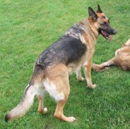 德国牧羊犬怎么养 德国牧羊犬小知识插图 德国牧羊犬怎么养 德国牧羊犬小知识