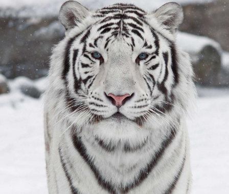 儿童科普知识大全老虎 孩子应该知道的动物知识插图5 儿童科普知识大全老虎 孩子应该知道的动物知识