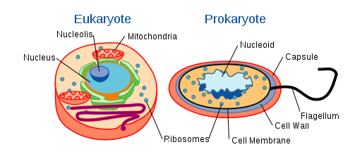 细胞的基本结构 细胞包含哪些主要结构插图 细胞的基本结构 细胞包含哪些主要结构
