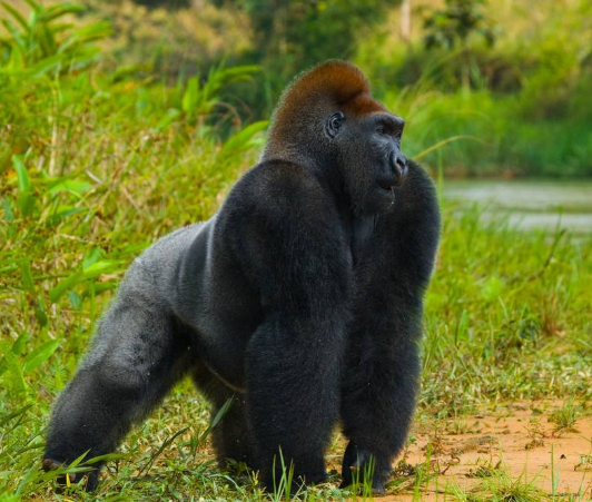 动物界的丛林之王是谁 大猩猩真正的丛林之王插图1 动物界的丛林之王是谁 大猩猩真正的丛林之王