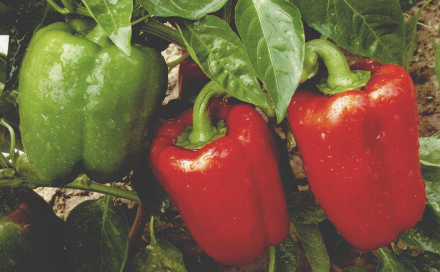 孩子想知道的趣味植物小知识:种子去太空旅游后会有什么变化?插图1 孩子想知道的趣味植物小知识:种子去太空旅游后会有什么变化?