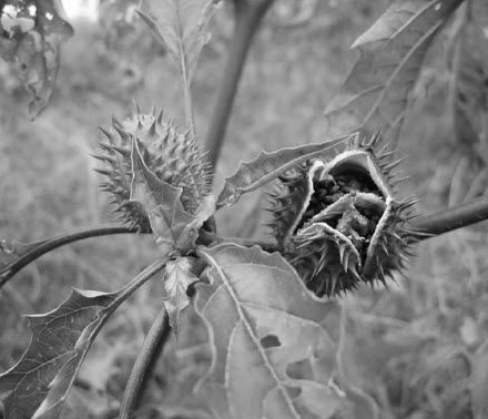 中国古代科学家的故事:华佗发明麻沸散插图2 中国古代科学家的故事:华佗发明麻沸散