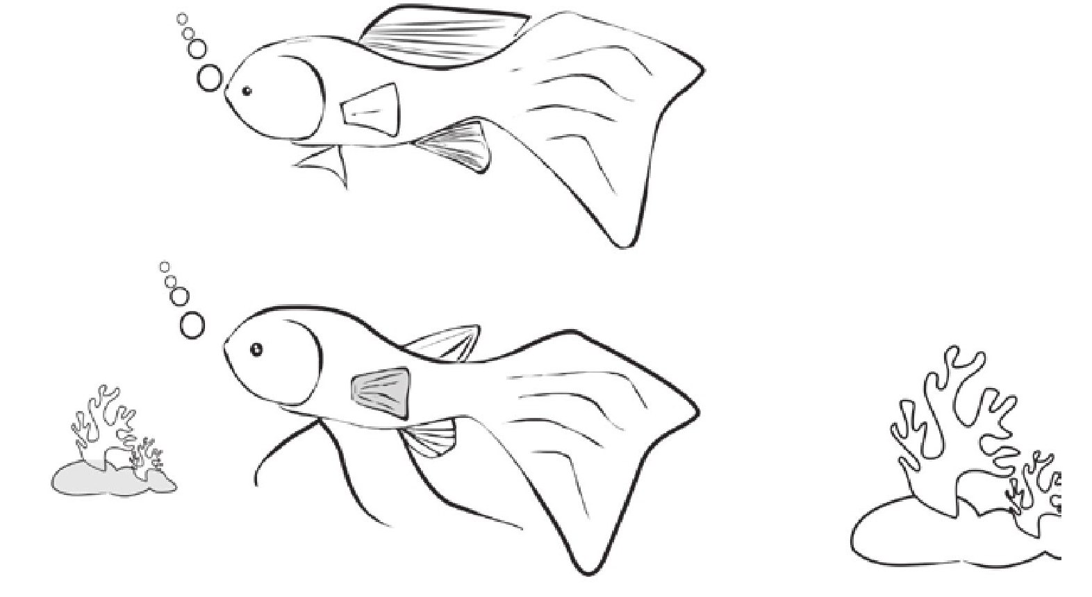 趣味生物科普知识：鱼类性别如何区分？