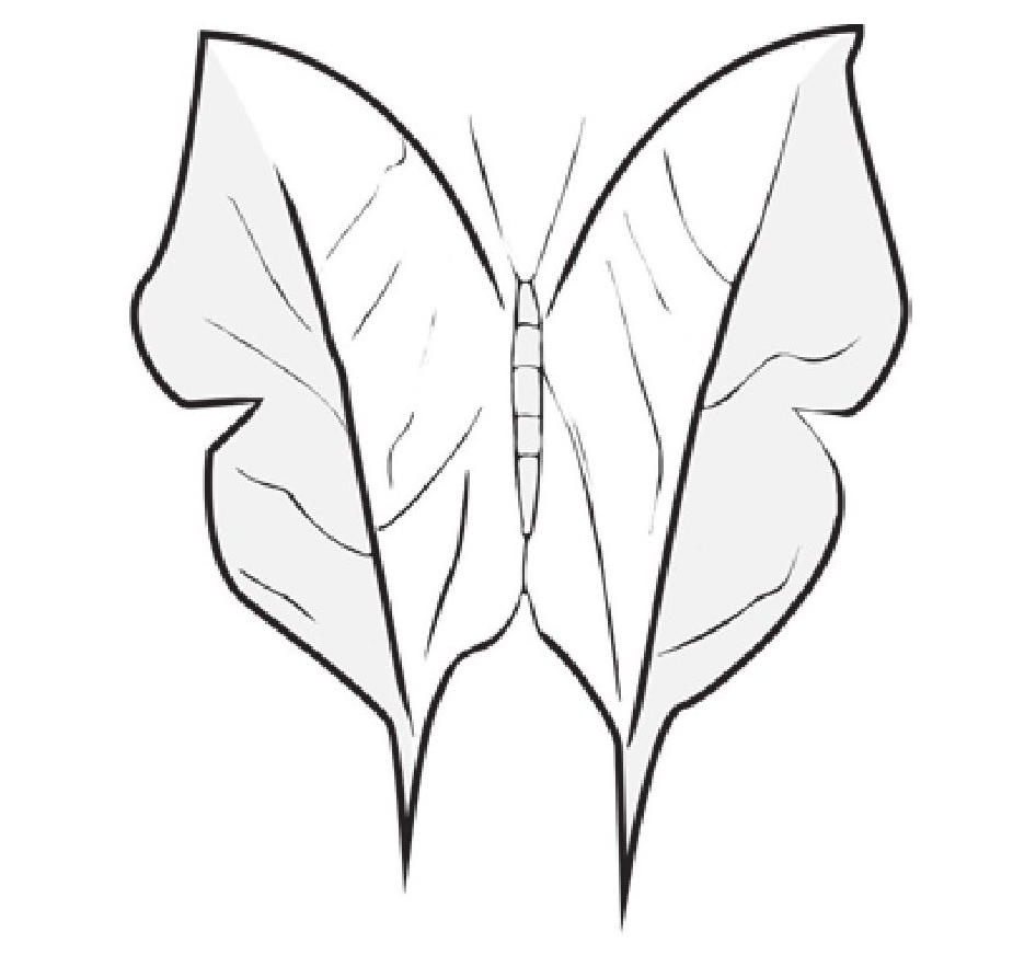 趣味生物科普知识：枯叶蝶神奇的变色隐身术