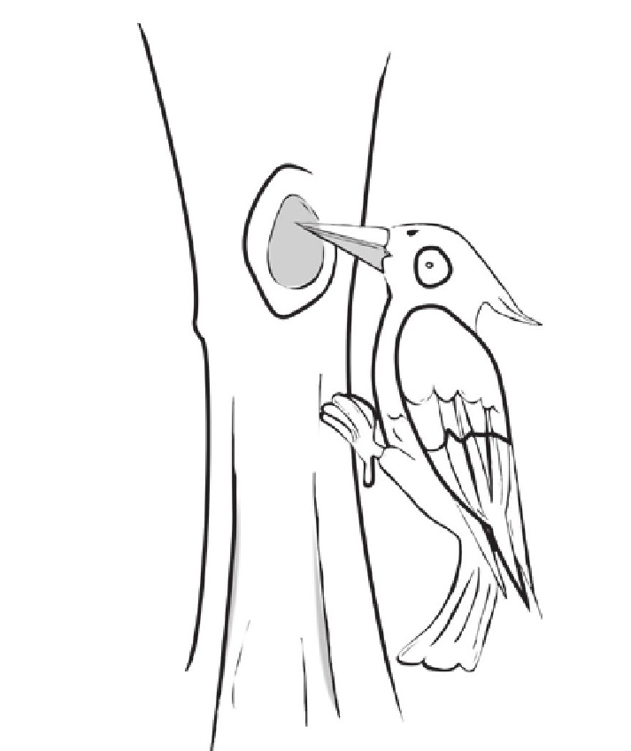 趣味生物科普知识:啄木鸟不会头晕吗插图1 趣味生物科普知识:啄木鸟不会头晕吗