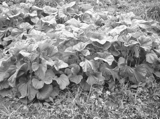 中国古代科学家的故事:遨游植物王国的吴其濬插图1 中国古代科学家的故事:遨游植物王国的吴其濬