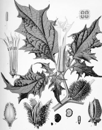 中国古代科学家的故事:华佗发明麻沸散插图1 中国古代科学家的故事:华佗发明麻沸散