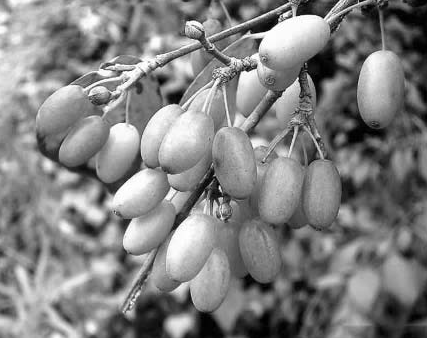 中国古代科学家的故事:钱乙造六味地黄丸插图2 中国古代科学家的故事:钱乙造六味地黄丸