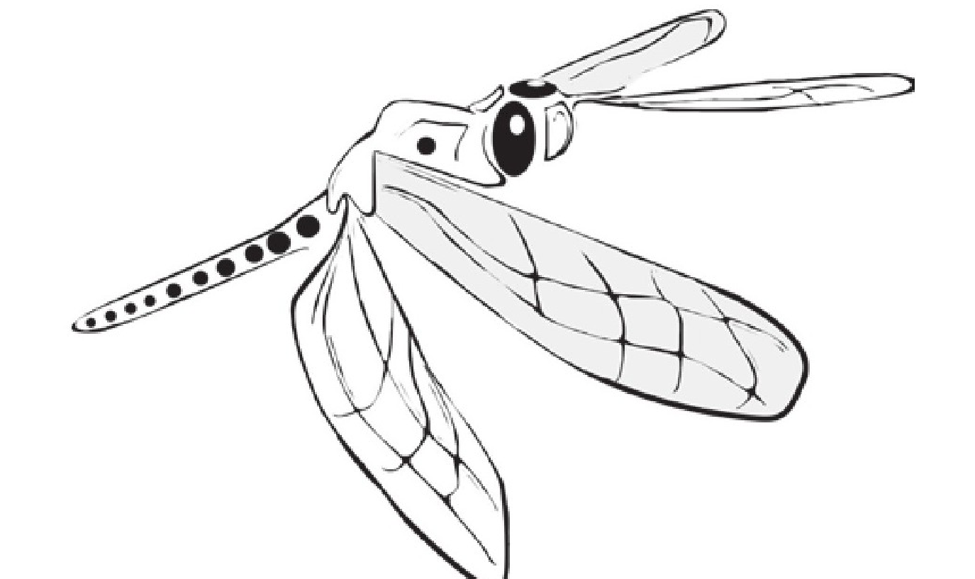 趣味生物科普知识：蜻蜓才是自然界最成功的捕食者