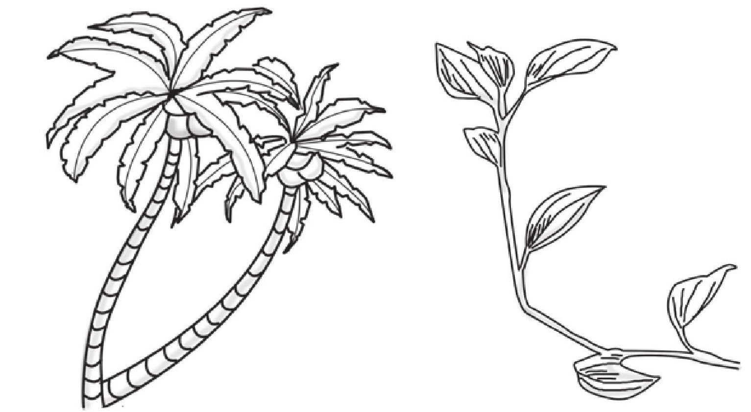 趣味生物科普知识:世界上种子最大和最小的植物是什么插图1 趣味生物科普知识:世界上种子最大和最小的植物是什么