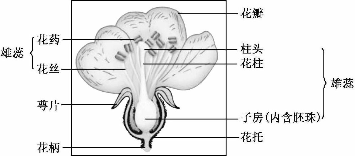 中国古代科学家的故事:遨游植物王国的吴其濬插图2 中国古代科学家的故事:遨游植物王国的吴其濬