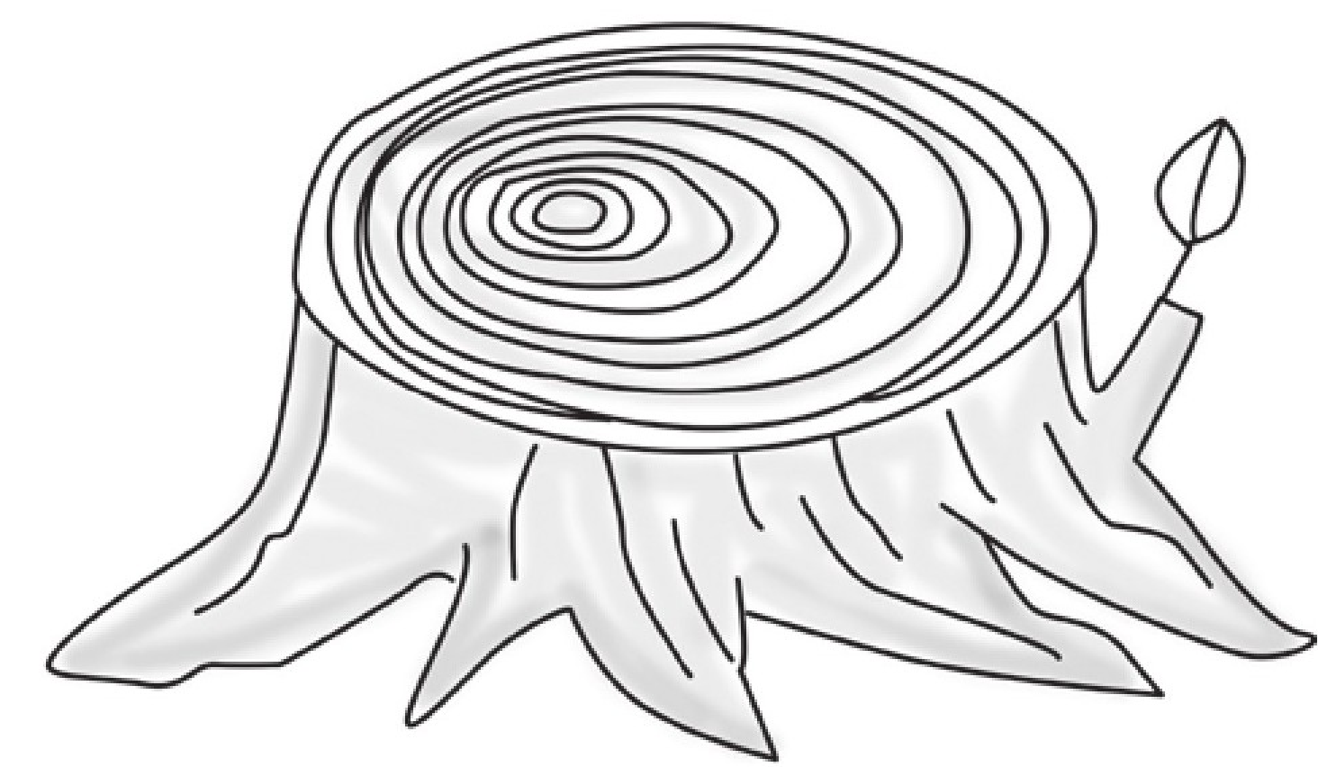 趣味生物科普知识:树也有年龄——年轮之谜插图1 趣味生物科普知识:树也有年龄——年轮之谜