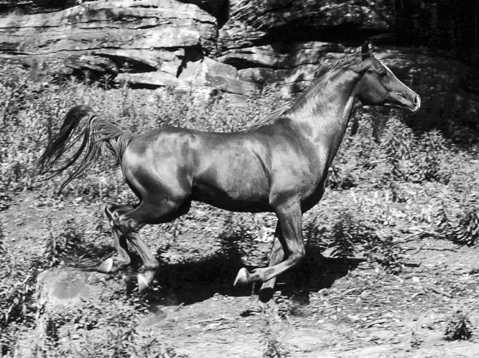 中国古代科学家的故事:贾思勰写《齐民要术》插图2 中国古代科学家的故事:贾思勰写《齐民要术》