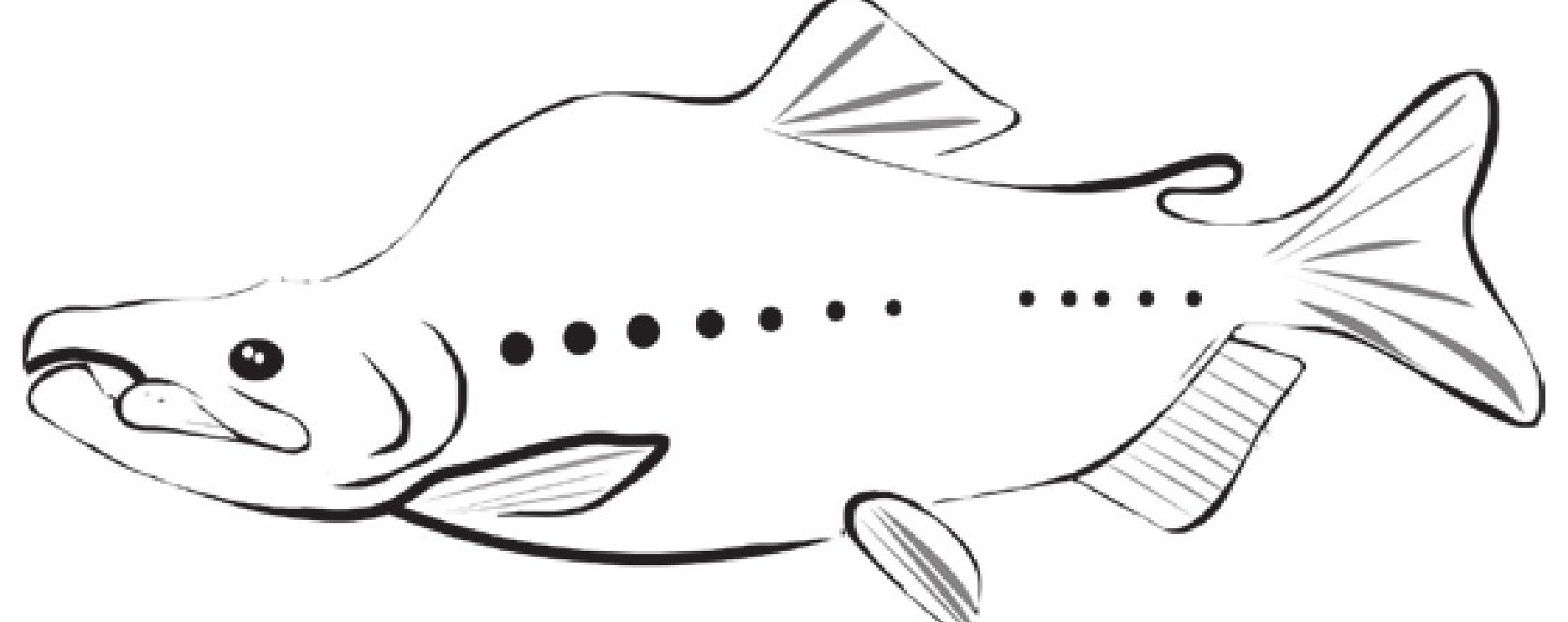 趣味生物科普知识:大马哈鱼为什么不远千里洄游?插图1 趣味生物科普知识:大马哈鱼为什么不远千里洄游?